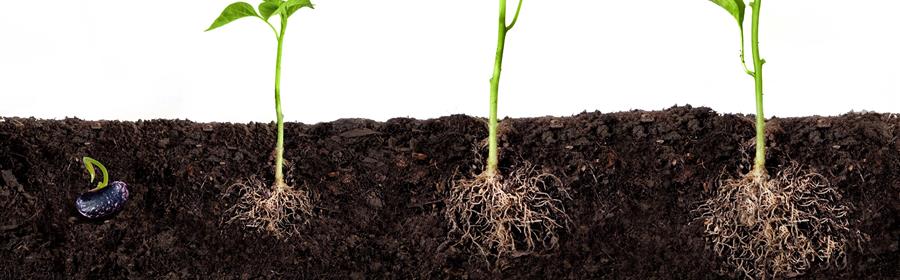 Healthy Roots